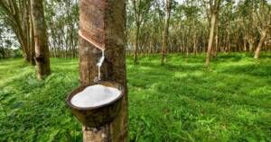 Recolte Latex naturel
